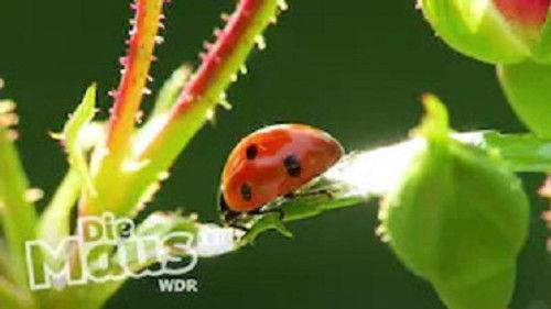 Die Sendung mit der Maus Season 54 Episode 10 - Episode 10