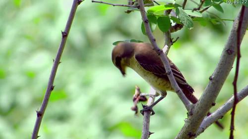 Absurd Planet Season 1 Episode 9 - Fights Camera Action