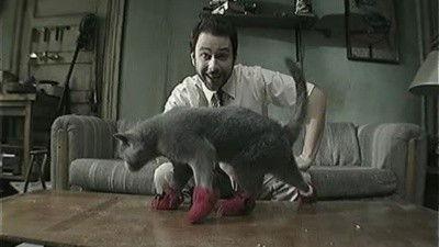 It's Always Sunny in Philadelphia Season 5 Episode 8 - Paddy's Pub: Home of the Original Kitten Mittens