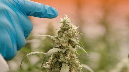 Zembla Season 30 Episode 10 - Het cannabisbedrog (1/2): de fraude