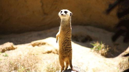 Secrets of the Zoo: Tampa Season 1 Episode 4 - One Way or the Otter