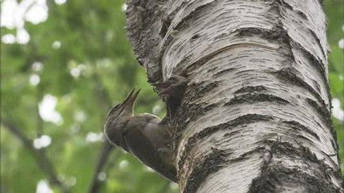 Wild Hokkaido! Season 2 Episode 2 - Hitsujigaoka Forest