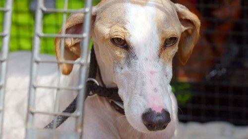 The Dog House Season 1 Episode 8 - Episode 8