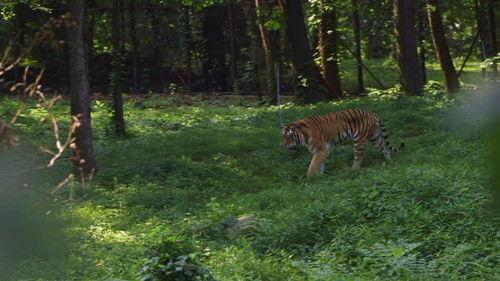 The Zoo Season 2 Episode 2 - The Tiger's Dance