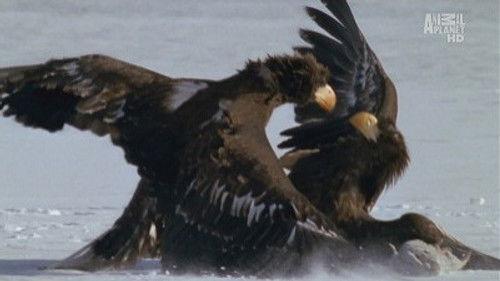 Wild Russia Season 1 Episode 1 - Kamchatka