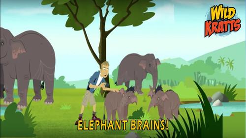 Wild Kratts Season 5 Episode 8 - Elephant Brains