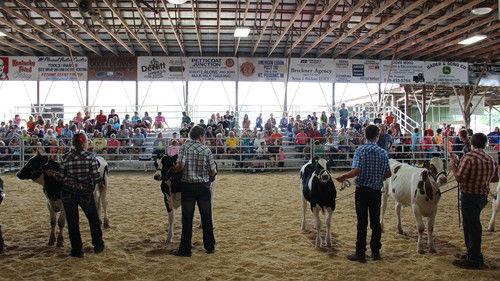 The Incredible Dr. Pol Season 4 Episode 10 - Raging Bulls