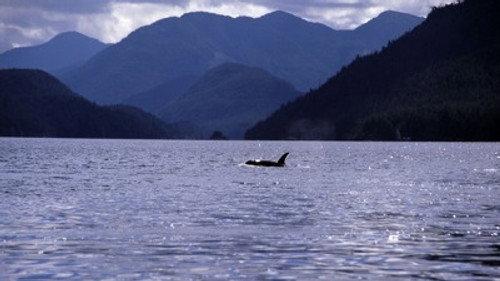 Natural World Season 29 Episode 13 - A Killer Whale Called Luna