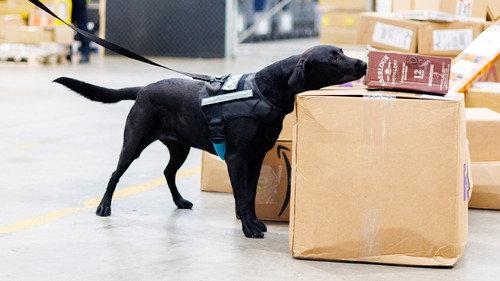 Dog Squad Season 14 Episode 4 - Episode 4