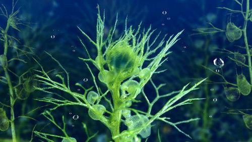 The Green Planet Season 1 Episode 2 - Water Worlds