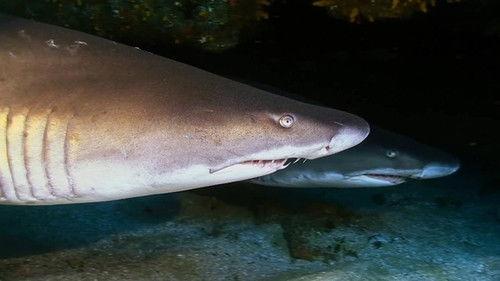 When Sharks Attack Season 5 Episode 9 - Double Shark Attack