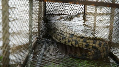 Snake City Season 8 Episode 3 - Double Cobra