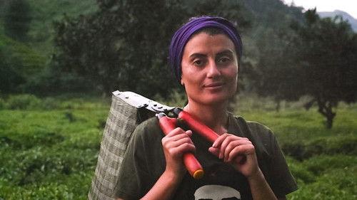 Our World Season 16 Episode 4 - Harvesting Turkey's Tea