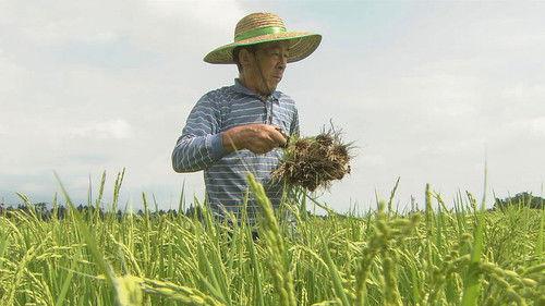Seasoning the Seasons Season 1 Episode 14 - Tracing Rice in Japan