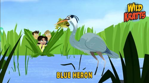 Wild Kratts Season 5 Episode 11 - Blue Heron