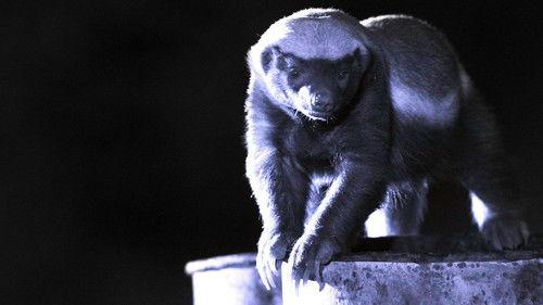 Natural World Season 34 Episode 2 - Honey Badgers: Masters of Mayhem