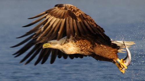 Nordic Wild Season 1 Episode 3 - At the Edge