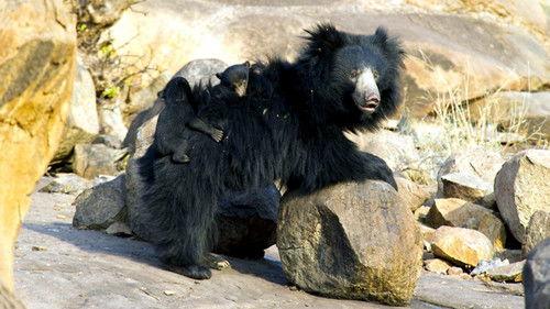 Natural World Season 31 Episode 13 - The Real Jungle Book Bear