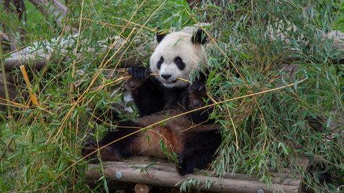 David Attenborough's Natural Curiosities Season 4 Episode 3 - Extreme Babies