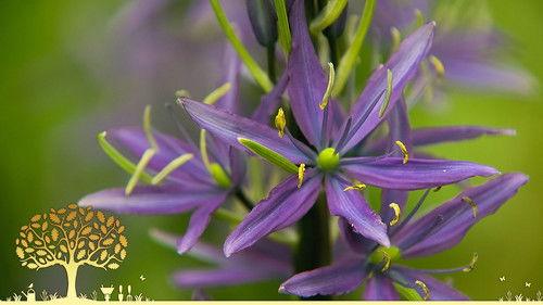 Gardeners' World Season 55 Episode 11 - Episode 11