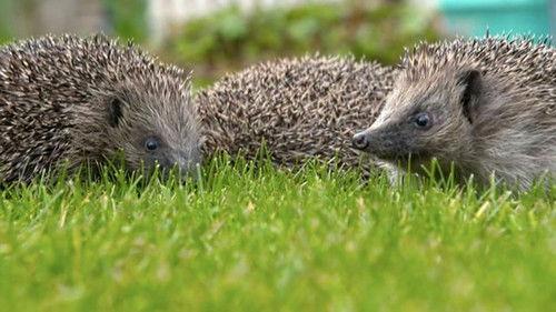 Countryfile Season 34 Episode 5 - Ellie's Home Turf