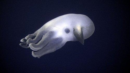 Planet Earth Season 1 Episode 11 - Ocean Deep