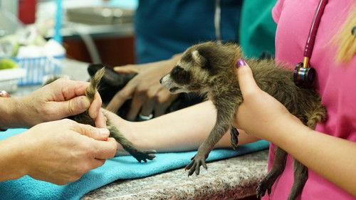 Dr. K's Exotic Animal ER Season 6 Episode 1 - Hide n' Snake