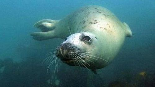 Natural World Season 16 Episode 15 - The Lost Lands of Scilly