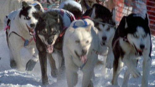Nature Season 18 Episode 4 - Sled Dogs: An Alaskan Epic