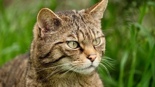 Wildcats: Cait ann an Cunnart Season 1 Episode 1 - Episode 1