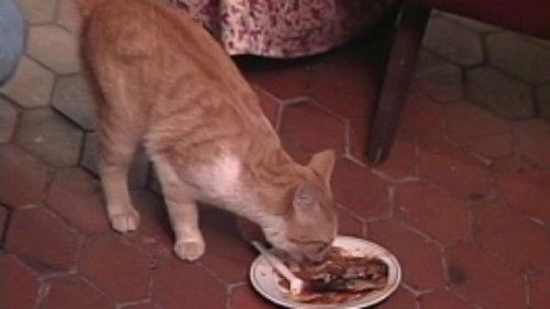 Los Tuta Season 1 Episode 17 - Episode 17