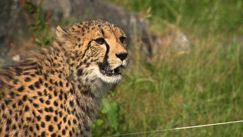 Dyrepasserne Season 5 Episode 16 - Episode 16