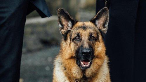 Hudson & Rex Season 3 Episode 16 - The Art of the Steal