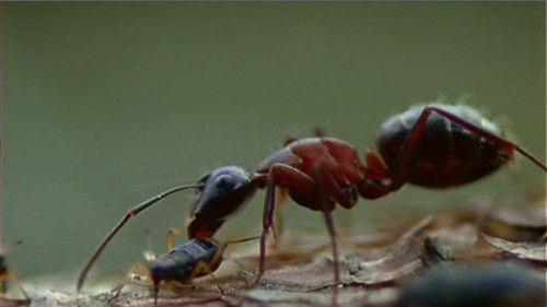 The South Bank Show Season 19 Episode 17 - Claes Oldenburg