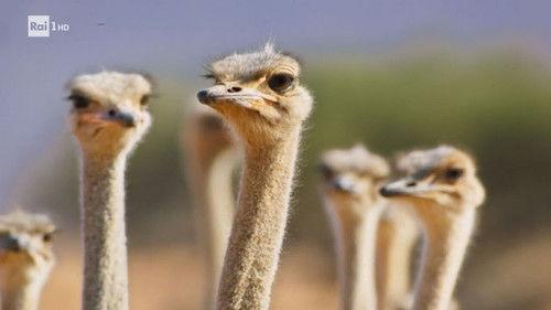 Superquark Season 29 Episode 2 - Journey into the "game" of seduction