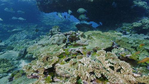 Africa's Underwater Wonders Season 1 Episode 1 - The Dune Kingdoms