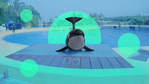 Zembla Season 27 Episode 20 - Morgan, de verloren orka (1/2)