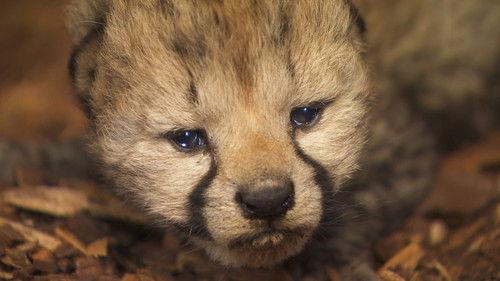 Dyrepasserne Season 10 Episode 2 - Episode 2