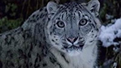 The Secret Lives Of Big Cats Season 1 Episode 2 - The Secret Lives of Snow Leopards