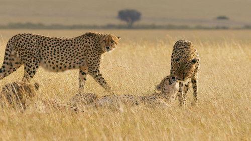 Seven Worlds, One Planet Season 1 Episode 7 - Africa