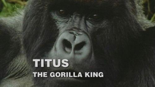 Natural World Season 28 Episode 1 - Titus: The Gorilla King