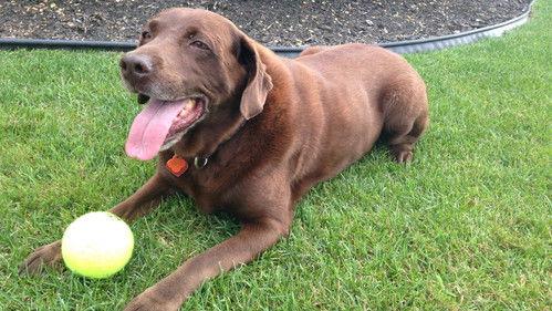 Couple with Dog Season 1 Episode 3 - Episode 3