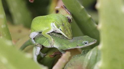 Nature Season 12 Episode 4 - The Nature of Sex: the Primal Instinct