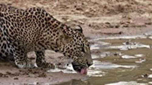 The Secret Lives Of Big Cats Season 1 Episode 5 - The Secret Lives of Leopards