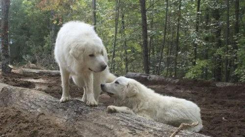 Homestead Rescue Season 9 Episode 8 - Bone Dry in Big Sky