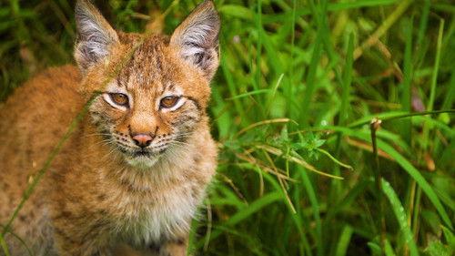 Dyrepasserne Season 14 Episode 1 - Vårens gleder