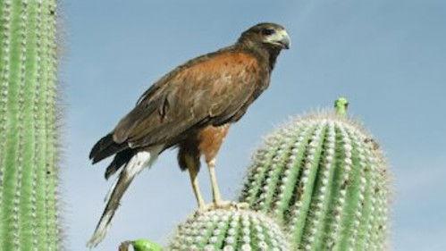 Tiny Creatures Season 1 Episode 1 - Arizona