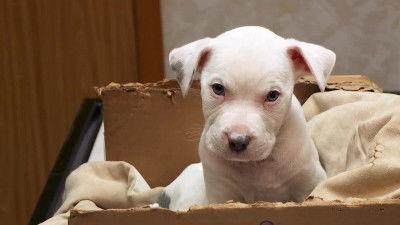 The Incredible Dr. Pol Season 15 Episode 8 - Dr. Pol's Super Bowl