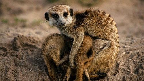 Meerkat Manor: Rise of the Dynasty Season 1 Episode 5 - Sister, Sister