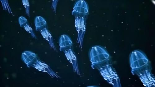 Nature Season 21 Episode 3 - Dive to the Abyss